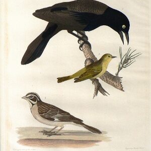 Boonaparte Fem Crow lg