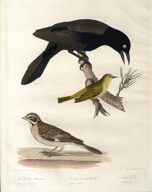 Boonaparte Fem Crow lg