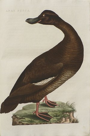 Fine Antique Prints Nozeman Anasfuscaa