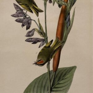 Fine Antique Prints American Kinglet