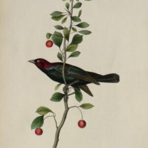 Fine Antique Prints Aud Oct Brewer