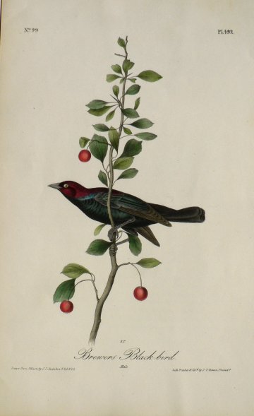 Fine Antique Prints Aud Oct Brewer