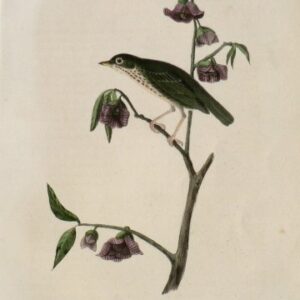Fine Antique Prints Aud Oct D Thrush