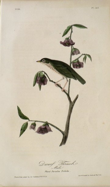 Fine Antique Prints Aud Oct D Thrush