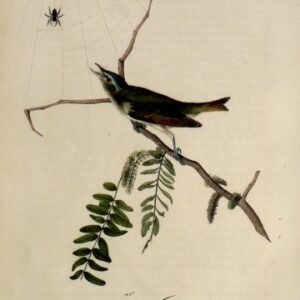 Fine Antique Prints Aud Oct Greenlet