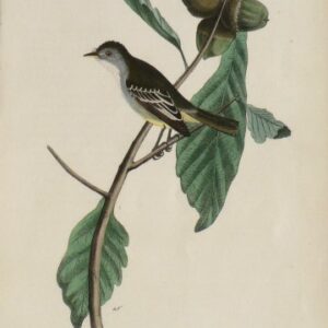 Fine Antique Prints Aud Oct LP Flycatcher