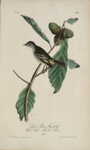Fine Antique Prints Aud Oct LP Flycatcher