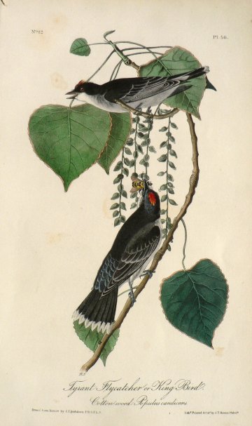 Fine Antique Prints Aud Oct Tyrant