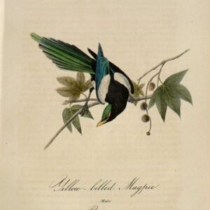 Fine Antique Prints Aud Oct YB Magpie