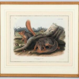 Fine-Antique-Prints-Audubon-Quadruped-Says-Squirrel