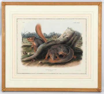 Fine-Antique-Prints-Audubon-Quadruped-Says-Squirrel