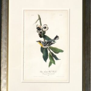 Fine Antique Prints Audubono ct Yellow throat