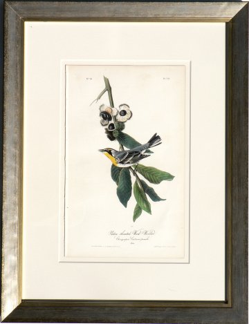 Fine Antique Prints Audubono ct Yellow throat