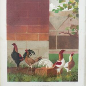 Fine Antique Prints Cassell Bantams