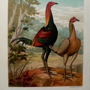 Fine Antique Prints Cassell Black Breasted Red