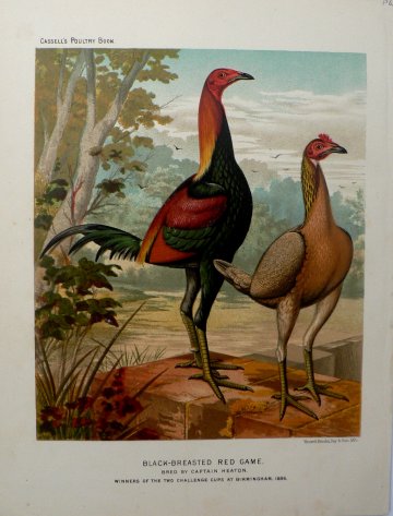 Fine Antique Prints Cassell Black Breasted Red