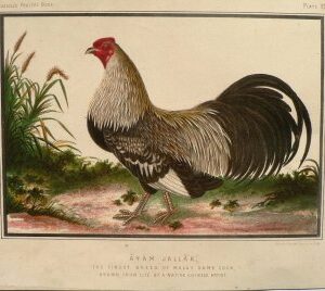 Fine Antique Prints Cassell Chinese Game Cock