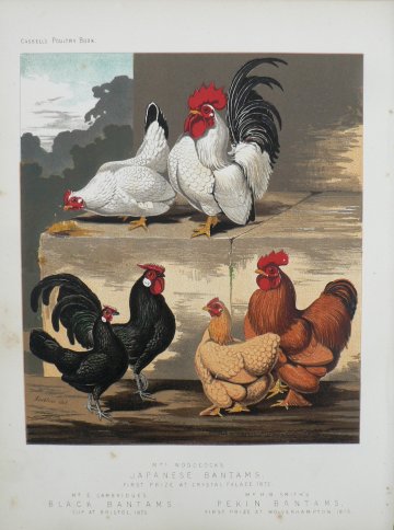 Fine Antique Prints Cassell Japanese Bantams