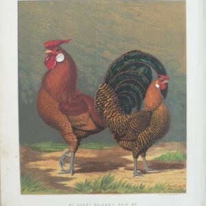 Fine Antique Prints Cassell Pencilled Hamburgs