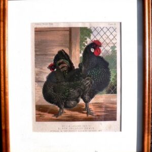 Fine Antique Prints Cassell Pl37