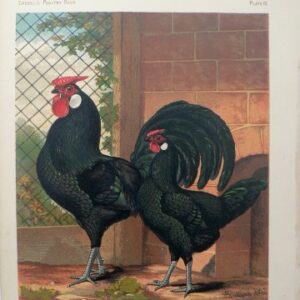 Fine Antique Prints Cassells 10