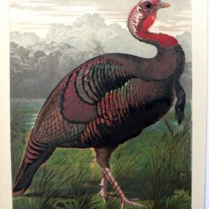 Fine Antique Prints Cassells 21