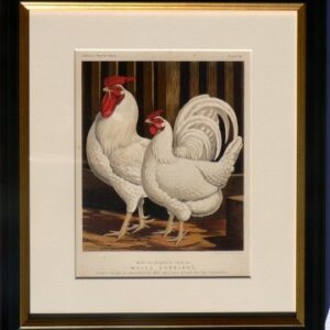 Fine Antique Prints Cassells 44