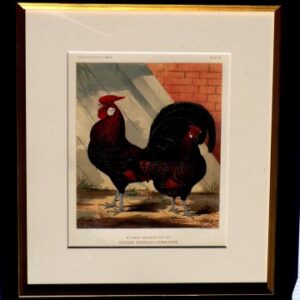 Fine Antique Prints Cassells 8