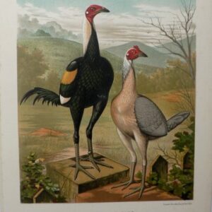 Fine Antique Prints Cassells Duck Winged