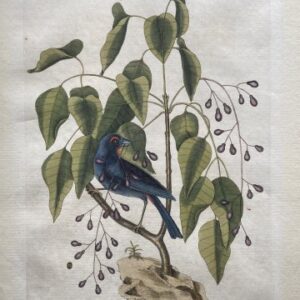 Fine Antique Prints Catesby 40