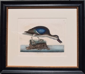 Fine Antique Prints Catesby Blue Winged Teal