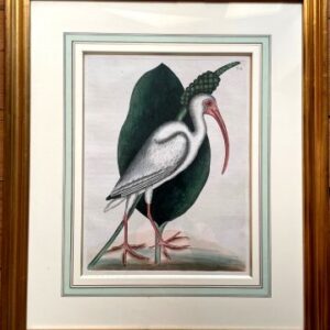 Fine Antique Prints Catesby Heron