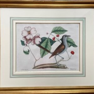 Fine Antique Prints Catesby Mockbird