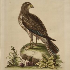 Fine Antique Prints Edwards 107