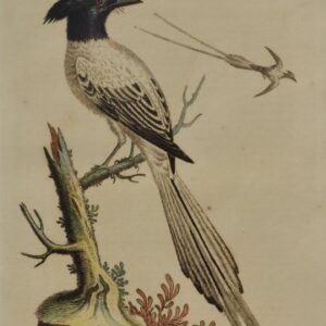 Fine Antique Prints Edwards 113