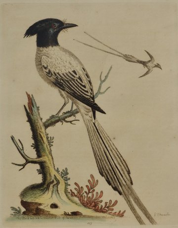 Fine Antique Prints Edwards 113