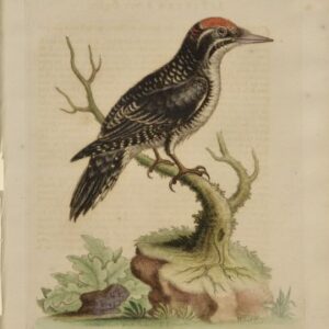 Fine Antique Prints Edwards 114