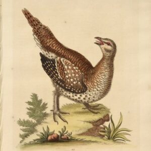 Fine Antique Prints Edwards 117