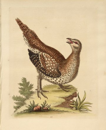 Fine Antique Prints Edwards 117