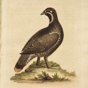 Fine Antique Prints Edwards 118