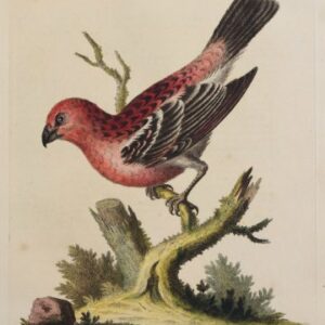 Fine Antique Prints Edwards 123