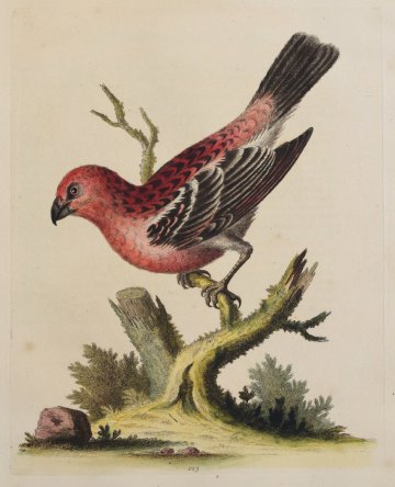 Fine Antique Prints Edwards 123