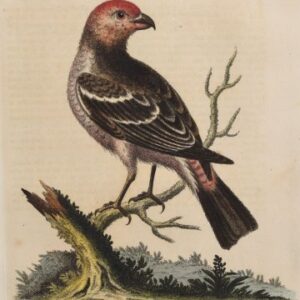 Fine Antique Prints Edwards 124