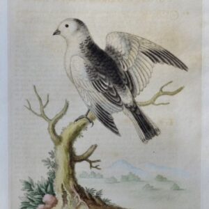 Fine Antique Prints Edwards 126