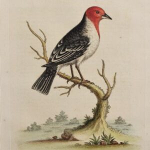 Fine Antique Prints Edwards 127