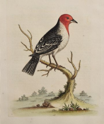 Fine Antique Prints Edwards 127