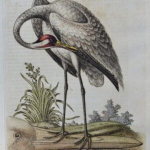 Fine Antique Prints Edwards 132