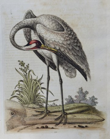 Fine Antique Prints Edwards 132