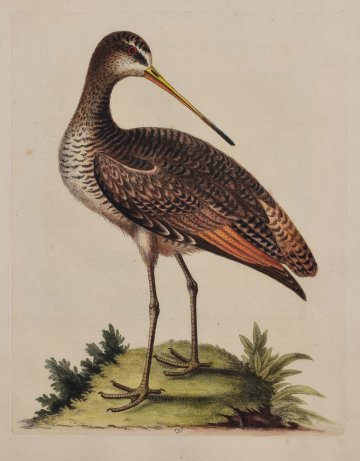 Fine Antique Prints Edwards 137