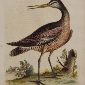 Fine Antique Prints Edwards 138